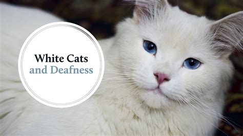 white cats health problems|Inherited Deafness in White Cats .